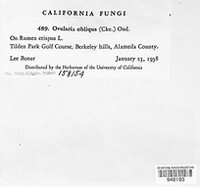 Ramularia obliqua image